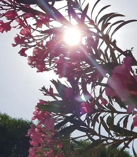 基弗特里克酒店 3* Çeşme